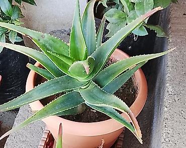 алоэ пайдасы: Aloe vera (sukkulent) – qapalı və açıq məkanlar üçün dekorativ və — 1