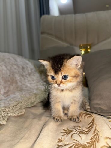 Pişiklər: Cins Paroda pişikləri. Şotland, Britan, Pers. Rəngləri də cür bə cür — 23