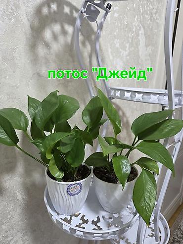 Антуриумы: Антуриум Андре (Anthurium andreanum) - Эффектный комнатный ароид с — 33