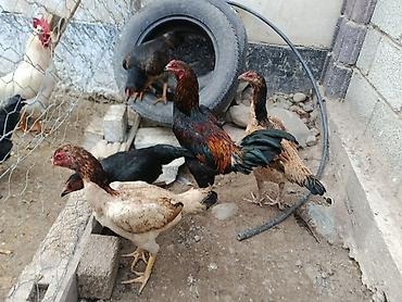 Куры, петухи: Продаю | Куры | На забой, Несушки, Для боев — 3