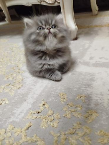 Pişiklər: Fars — 3