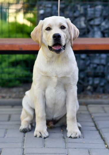пекинес собака: Предлагается очень породный щенок лабрадора ретривера из питомника