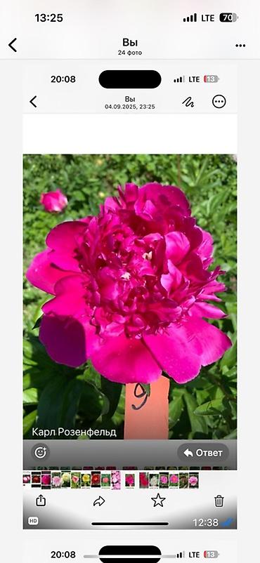 Пион: Пионы травянистые — сортовые делёнки/посадочный материал. - Сорта на — 8