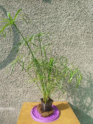 мох сфагнум: Циперус (Cyperus alternifolius)кудрявый комнатное болотное растение в — 4