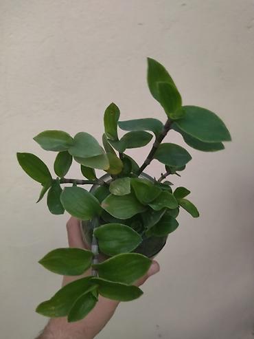 bitki guli: Tradeskansiya (Tradescantia) – yarpaqla çoxalan, asma və ya masaqüstü — 3
