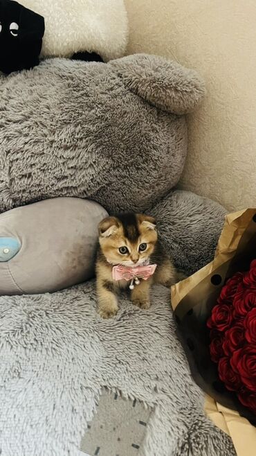 Pişiklər: Dişi — 12