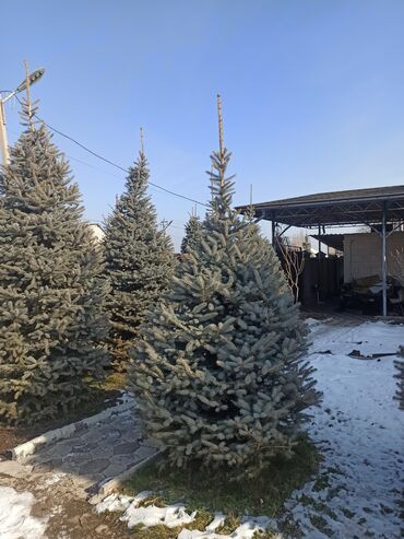 Декоративные деревья: Саженцы деревьев: Ели — 19