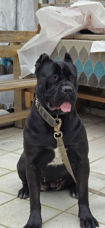 İtlər: Kane-Korso, Erkek, Sənədli, Ünvandan götürmə — 11