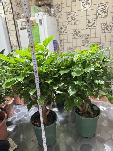 купить семена цветов в бишкеке: Комнатное растение — кофейное дерево (Coffea arabica) в пластиковом