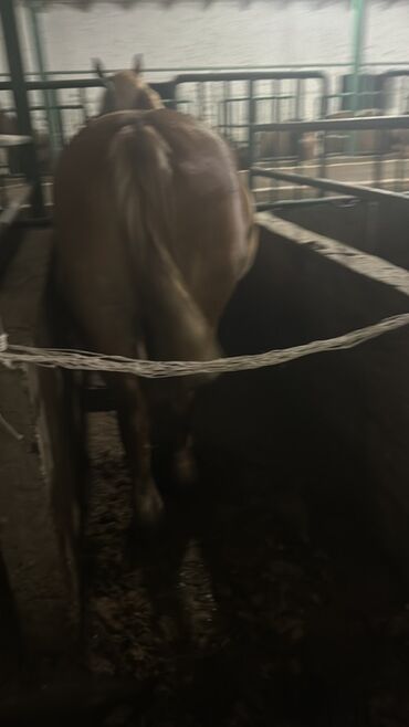 Лошади, кони: Продаю | Жеребенок, Кобыла (самка), Конь (самец) — 10