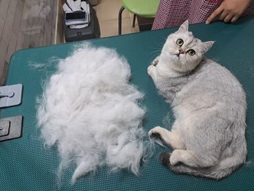 Другие услуги: Груминг в Бишкеке Стрижка Вычес (линька) Купание профессиональной — 10