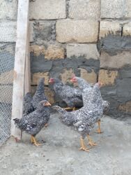 Digər quşlar: 6 eded 3 ayliq amroks cinsi(3 fere 3 xoruz)6 ededi 65azn. 8 eded 5 — 15