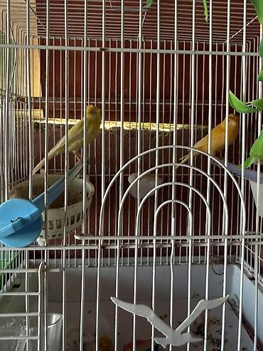 Cut bulbul satilir. Saglam quslardi. Qefesle birlikde 120azn. Qefessiz