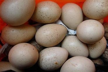 bıldırcın eti satışı: Xınalı kəklik yumurtaları mayalı tam sağlam 1.5 azn — 3