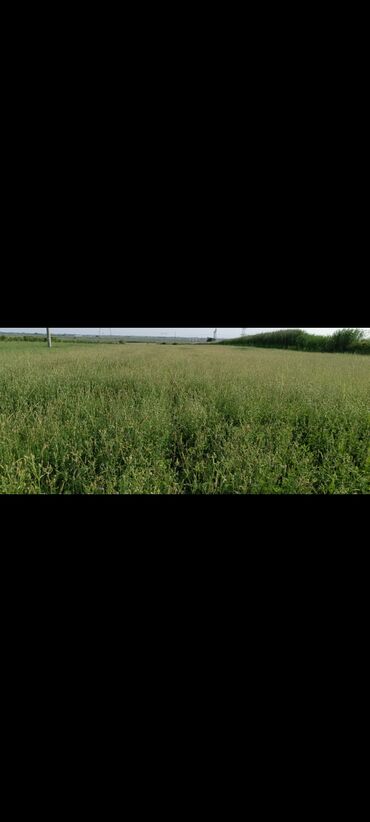 Torpaq sahələrinin satışı: 243 sot, Kənd təsərrüfatı, Mülkiyyətçi, Kupça (Çıxarış) — 15