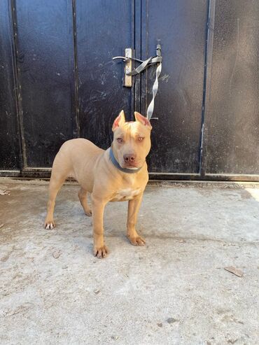 Pitbul, 1 il, Dişi, Peyvəndli, Ödənişli çatdırılma