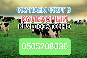 за сколько дней до отела корова наливает вымя: Сатып алам | Уйлар, букалар, Жылкылар, аттар | Күнү-түнү, Бардык шартта, Союлган