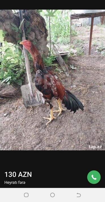 broiler toyuq satisi: Salam 1 2 gune satilmasa satmayacam cinsine cavabdehem bele bece ele