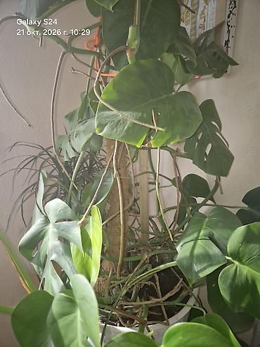 монстеро: Продаю Монстера делициоза (Monstera deliciosa) в большом кашпо. долго — 3