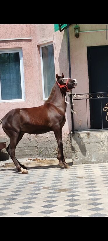лошадь арабская: Продаю | Жеребенок | Английская | Для разведения