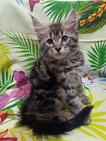 Животные: Мейн-Куны🥰. Предлагаются Шикарные котики от элитных, титулованных — 7