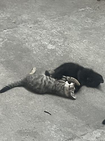Животные: 🐾 Котята ищут добрые и любящие руки! 🐾 Отдаем очаровательных котят в — 6