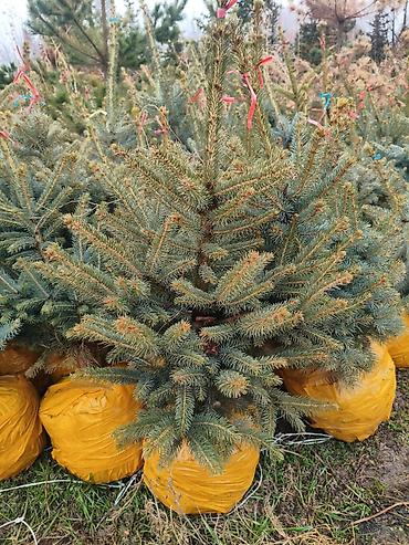 фикус микрокарпа: Живые ели голубые (Picea pungens, «голубая ель») с комом земли - — 3
