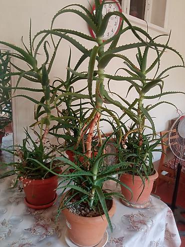dekorativ ağac topiariya: Saksıda Aloe (sukulent) bitkiləri - Növ: Aloe (sakkulent, ətli — 1
