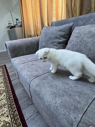 bengal pisik: Şotland yastı qulaq, Dişi — 10