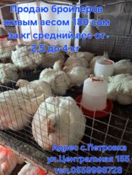 сколько стоит собака породы доберман: Продаю | Куры | Бройлерная | На забой