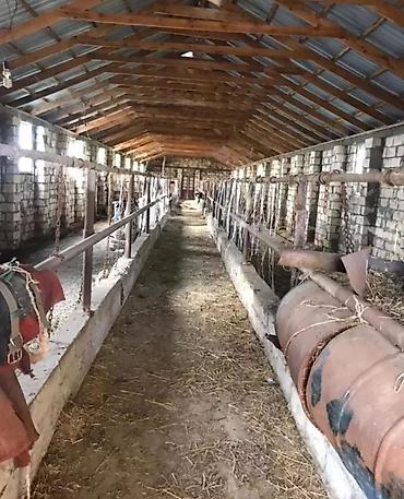 buzovnada torpaq: 1500 sot, Kənd təsərrüfatı, Mülkiyyətçi, Kupça (Çıxarış) — 6