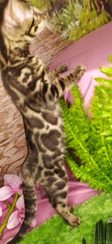 Продажа кошек: Друзья !!! питомник Бен Гла Мур с радостью предлагает новый помет. от — 14