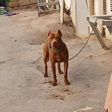 İtlər: Pitbul, 2 ay, Erkek, Ünvandan götürmə — 11