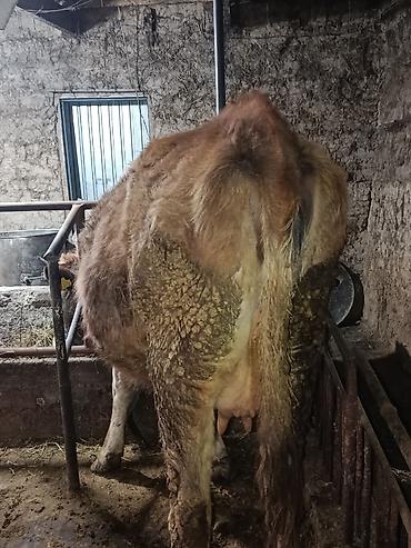 Коровы, быки: Продаю | Корова (самка) | Симментальская — 8