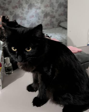 Продажа кошек: Котёнок самостоятельный: сам ходит в туалет, кушает. Ласковый, игривый — 1
