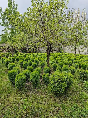 Çöl bitkiləri: Həmişə yaşıl güllər.Şəmsidi adı — 3