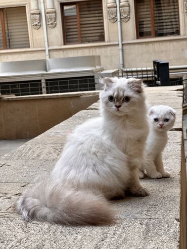 pisik qefesi: Şotland yastı qulaq, Dişi, Yaxşı əllərə, Pulsuz çatdırılma