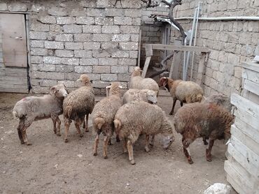 Qoyunlar, qoçlar: Razılaşmaq olar hamsı Erkəkdi qurbanlıqa yararlıdılar — 3