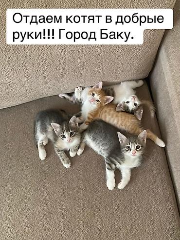 pişik satışı bakı: Bakıda mehriban ailələrə sahibləndirilmək üçün balaca pişiklər — 1