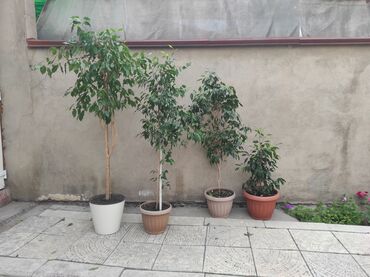 лоток бетонный цена бишкек: Продаю фикус