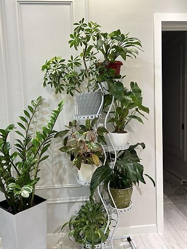 Лилии: Кливия (Clivia miniata) в горшке - Эффектное комнатное растение с — 8