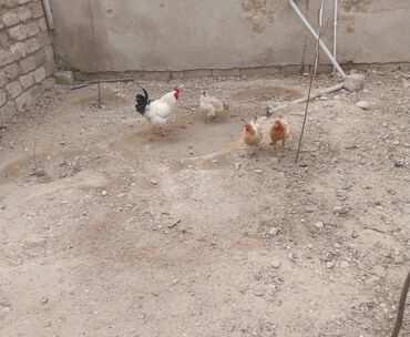 Digər quşlar: Salam tecili bunlar satilr.yumurtuyurlar.1 illikdiler