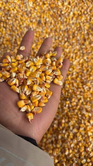 продажа домашних кур: Кукуруза фуражная (зерно) - Желтые, ровные зерна, хорошо просушенные