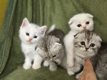 pişik sortlari: Şinşilla, Erkək, Dişi
