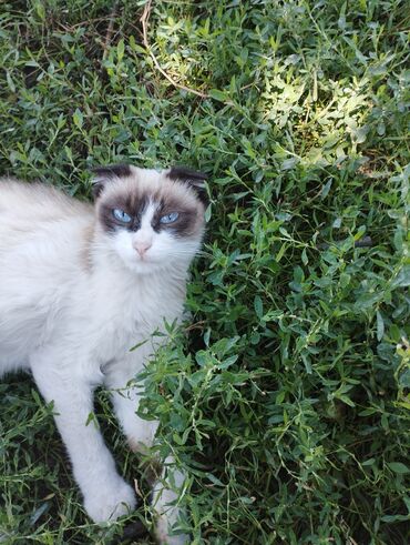 сиамская кошка цена: Идёт бронь на котят на фото мать она породистая наполовину сиамская