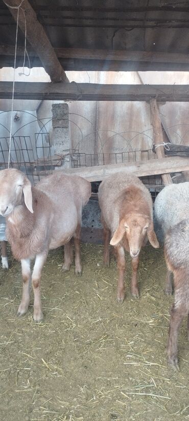 Бараны, овцы: Продаю | Баран (самец) | Полукровка | Осеменитель — 4