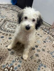 Gəmiricilər: Pudel, 4 ay, Erkek