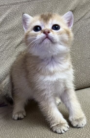 Pişiklər: Temiz qan shinshila balalari satilir. 15 .11.25 ilde dogulublar. yemek — 4