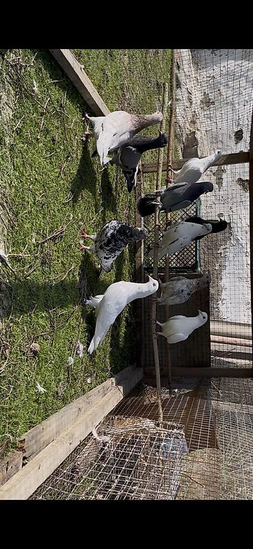 Göyərçinlər: Tek tek de satılır optavoyda — 10