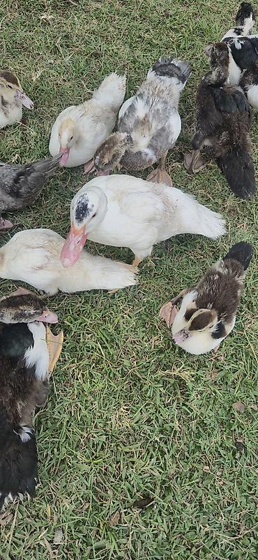 ordəy balası: Muscovy (indoutka) ördək balaları - Cins: Muscovy/indo ördək - Yaş — 5